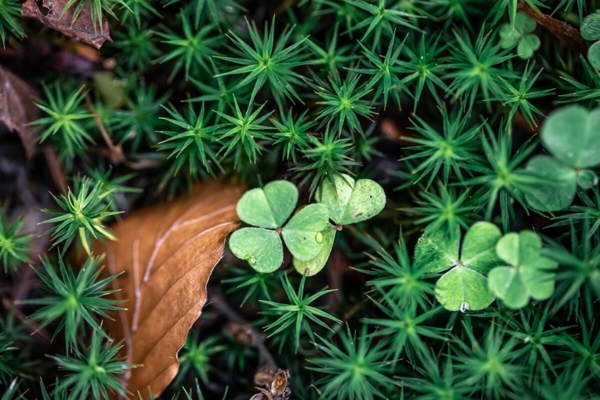Types of Weeds Targeted by Selective Weed Control