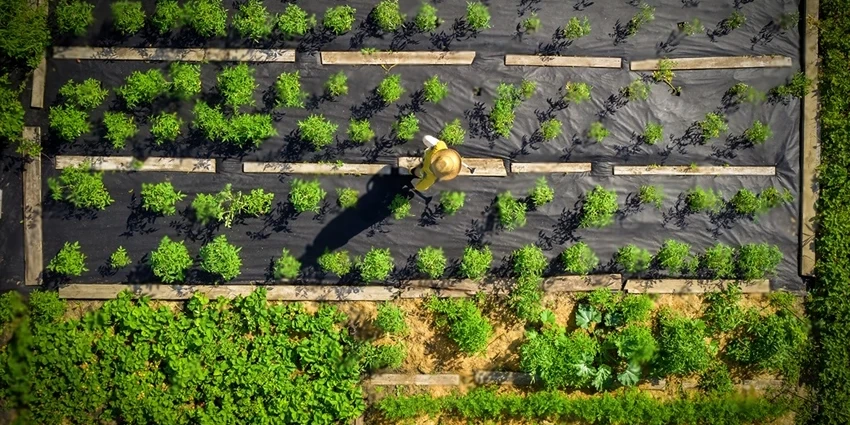 Weed Barrier Techniques: Enhancing Lawn Health