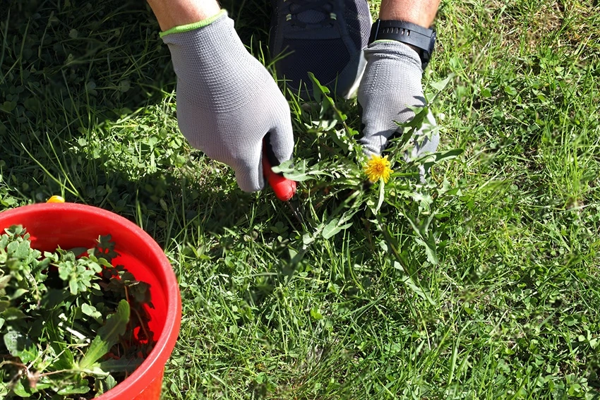 Professional Weed Control Services