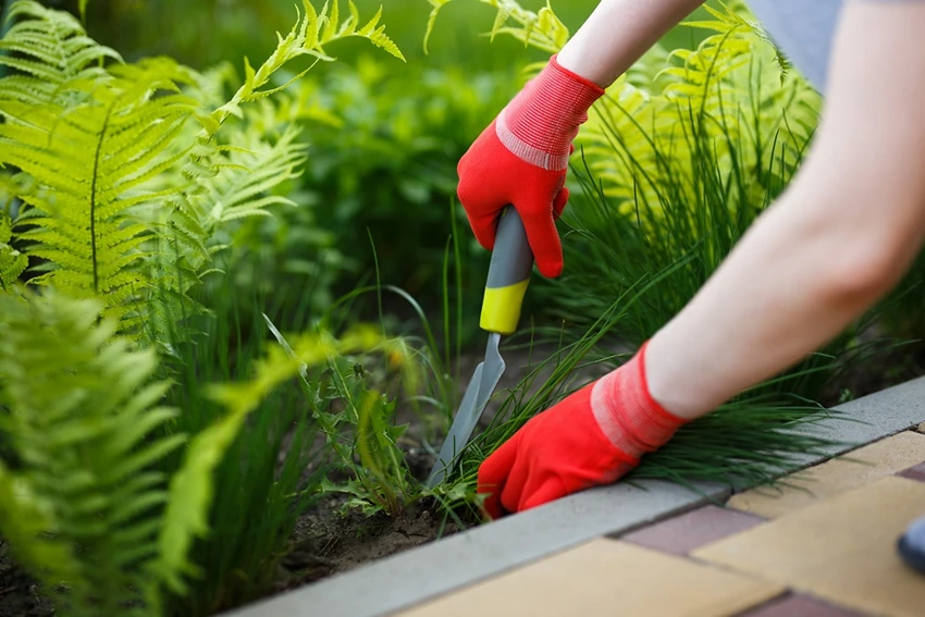 Integrated Weed Management in Lawns