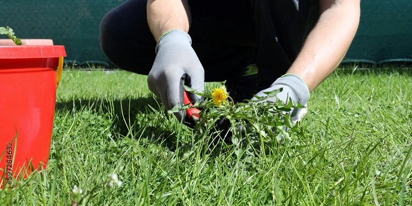 Weed Control for Lawns: A Guide to Maintaining a Healthy Garden