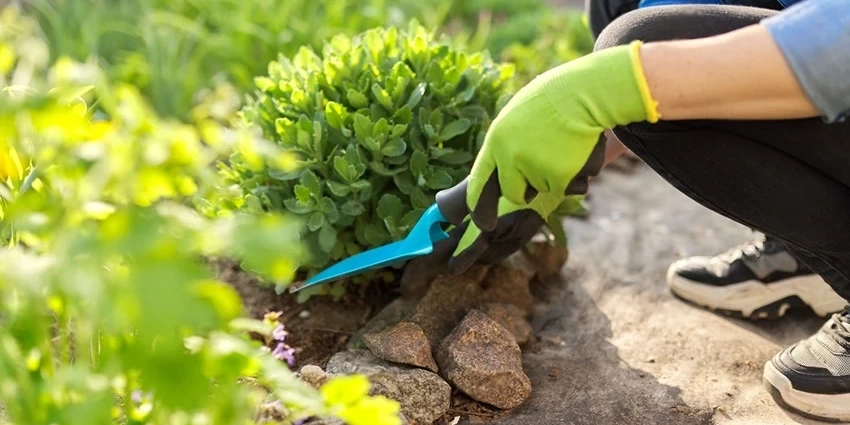 Weed Control in Flower Beds: A Guide for the UK Gardener