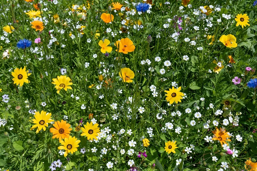 Chemical-Free Weed Control Strategies