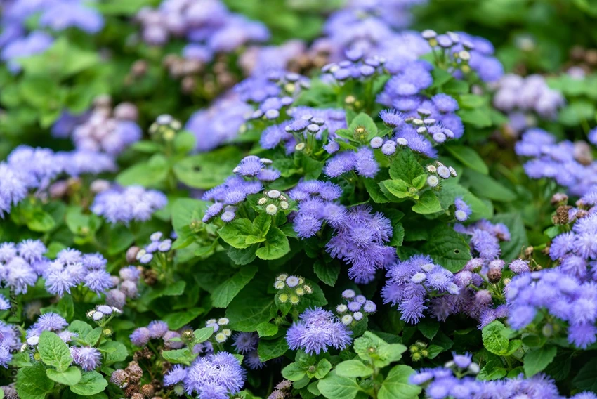 Advanced Strategies for Persistent Weed Problems