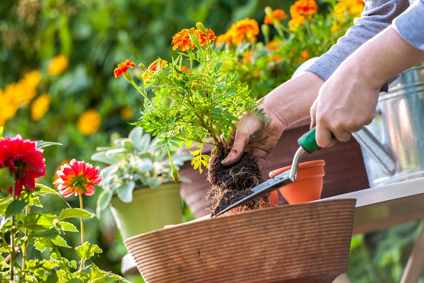 Maintaining Weed-Free Flower Beds
