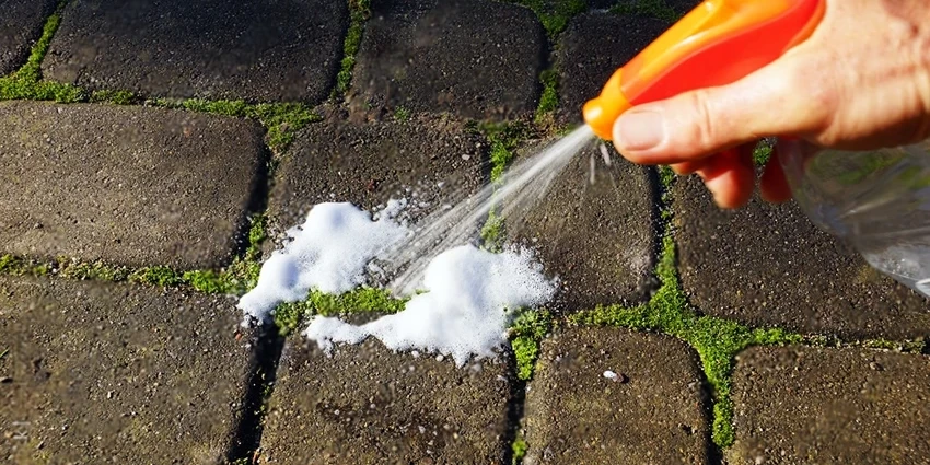 Introduction to Weed Control in Pathways