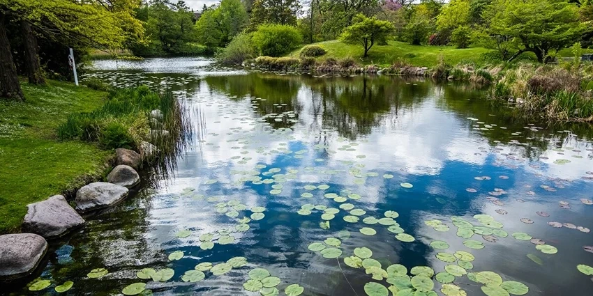 Weed Control in Ponds: Essential Strategies for Maintaining Lawn Health