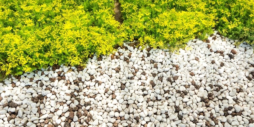 Weed Control in Rocky Areas: A Guide for Healthy Lawns