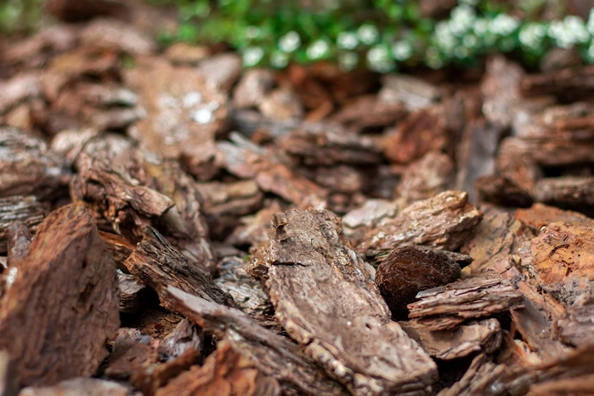 Mulching Techniques for Weed Suppression