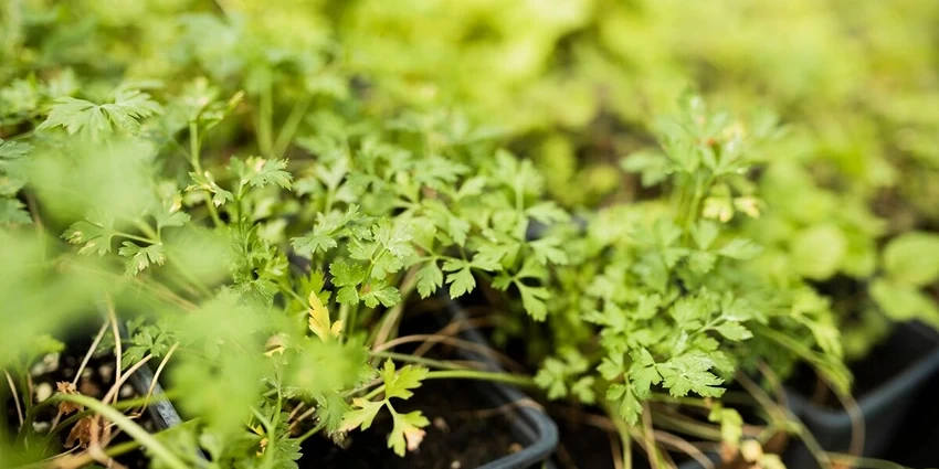Weed Control in Vegetable Gardens: A Guide for UK Gardeners