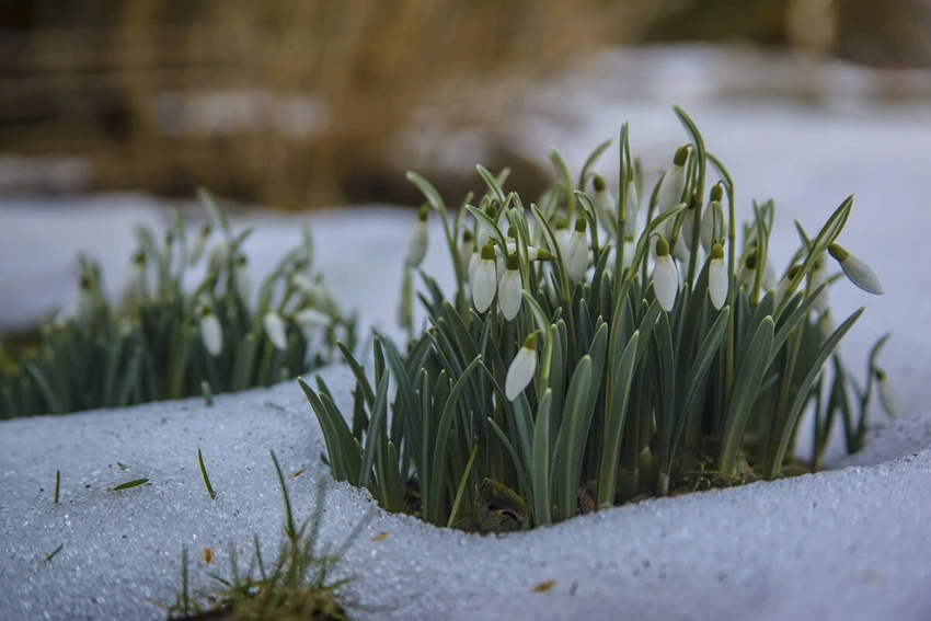 Weed Control in Specific Winter Crops