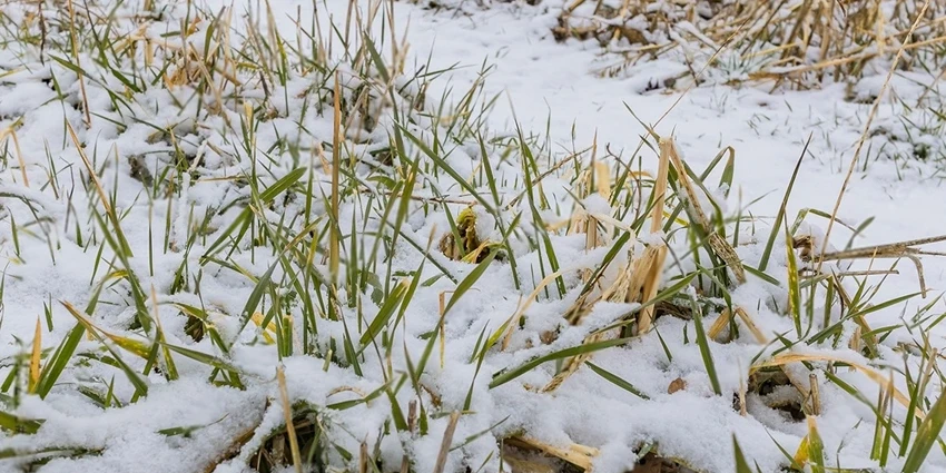 Weed Control in Winter: Essential Strategies for a Healthy Lawn