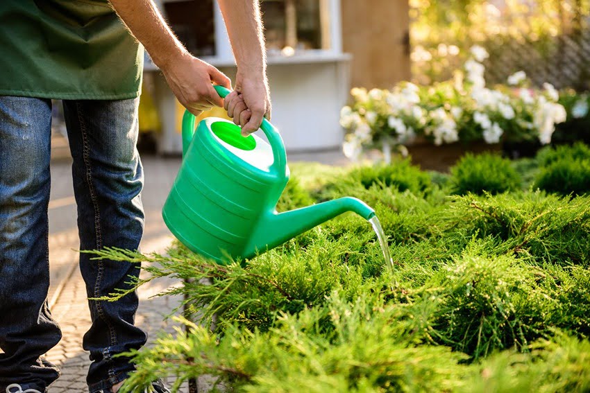 How to Feed Your Lawn