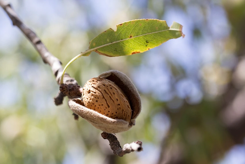 Global Production and Economic Significance of Almonds