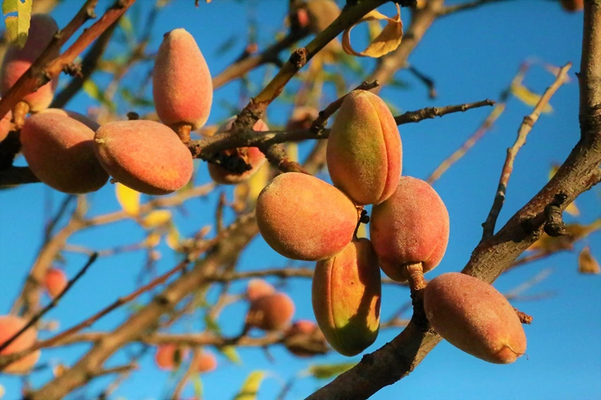 Growing Almond Trees: Problem Solving