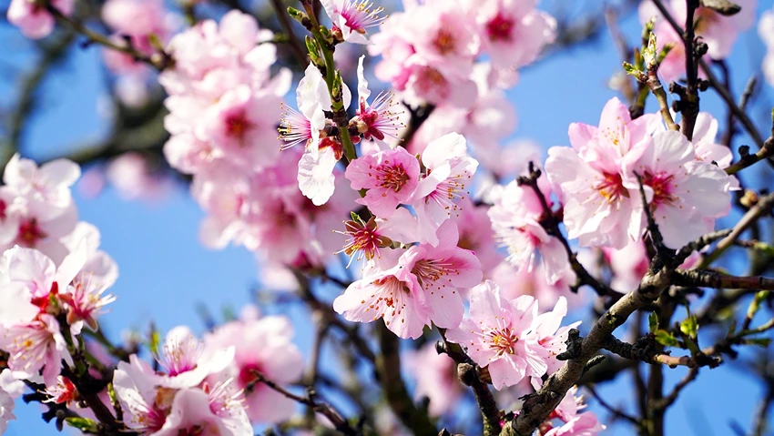 How to Plant Almond Trees