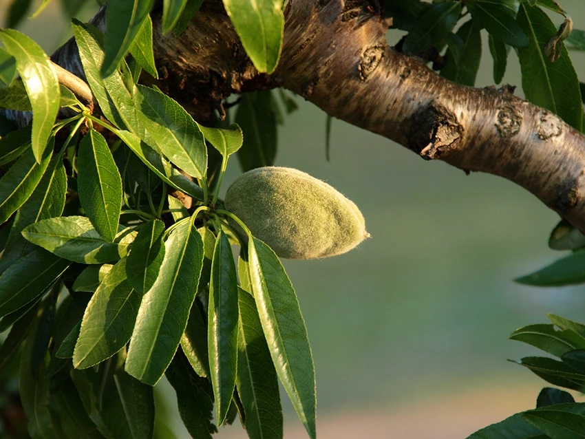 Caring for Almond Trees