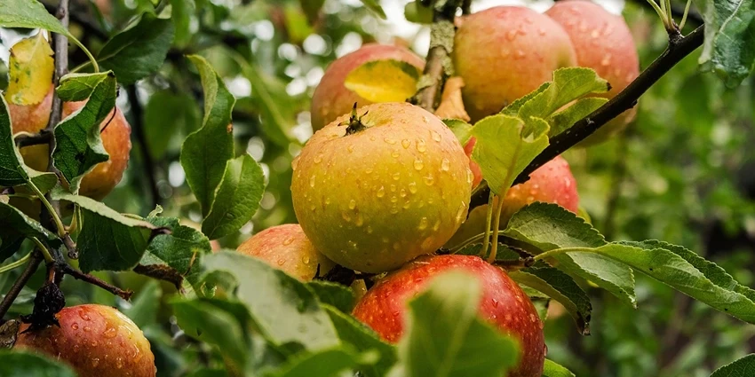 The Fascinating World of Malus domestica: Unveiling the Apple Tree