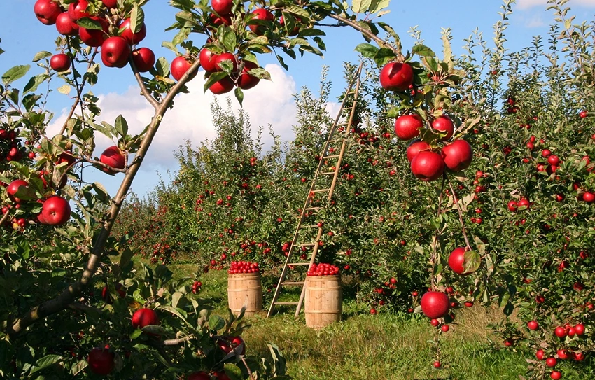 The Future of Apple Cultivation: Innovations and Sustainability