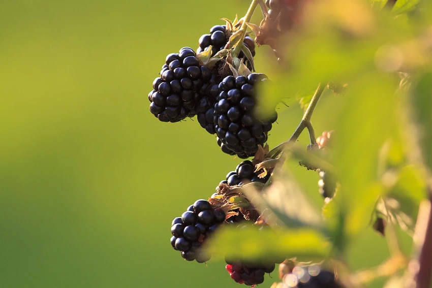 Introduction to Rubus fruticosus