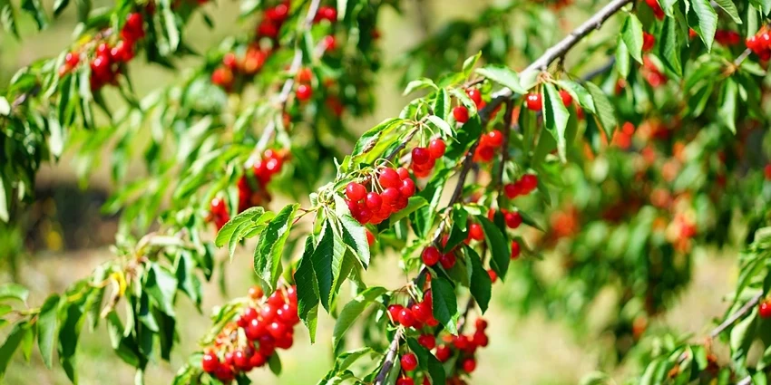 Prunus avium: The Enchanting World of Cherry Trees
