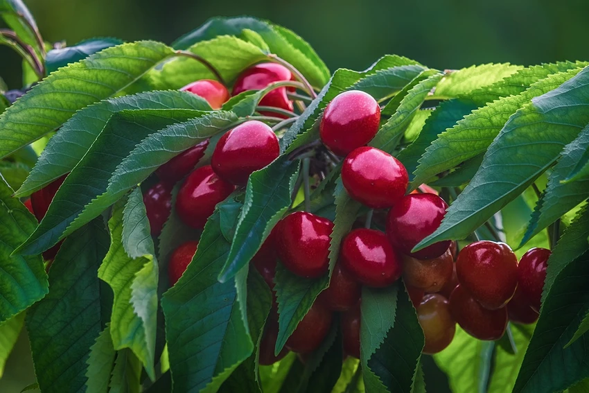 A Glimpse into the Cherry Tree's World