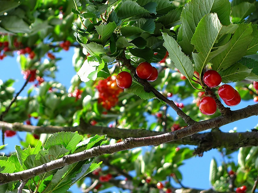 Advanced Care Tips: Nurturing Your Cherry Tree
