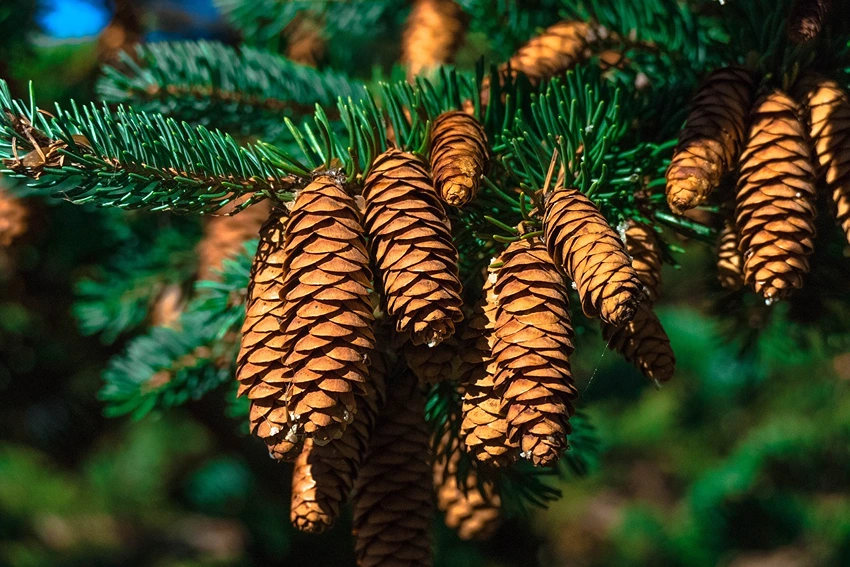 Understanding Pine Trees: An Overview