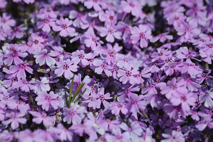 How to Grow Ground Cover Plants