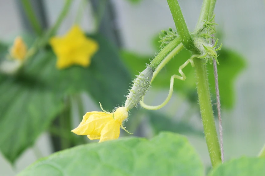 Cucumbers and the Environment