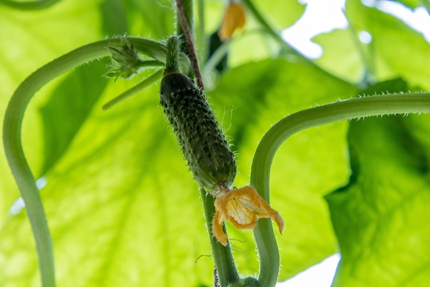 A Glimpse into the Cucumber's Past