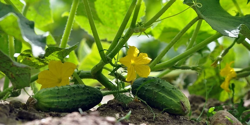 The Intriguing World of Cucumbers: A Deep Dive into Cucumis sativus