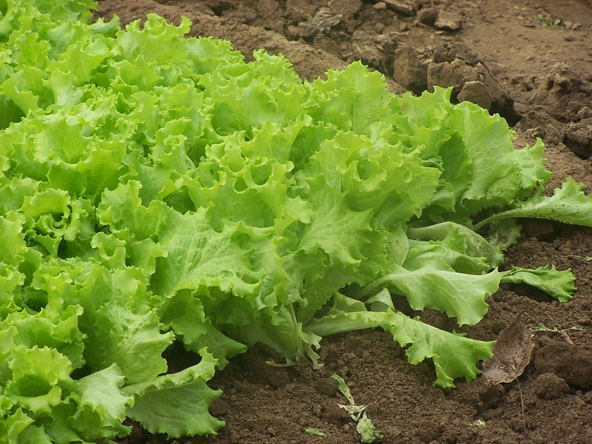 Challenges in Lettuce Cultivation