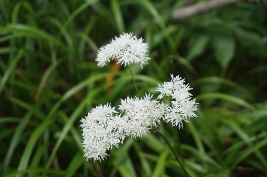 How to Propagate Thalictrum