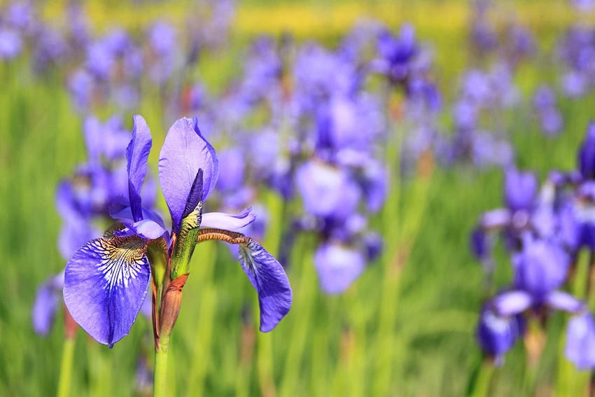 Caring for Perennial Plants