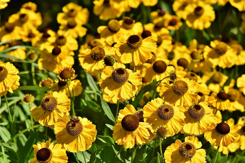 How to Propagate Perennial Plants