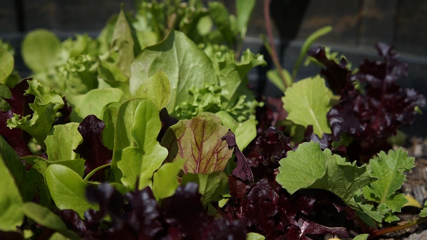 Lactuca Sativa: A Culinary and Nutritional Powerhouse
