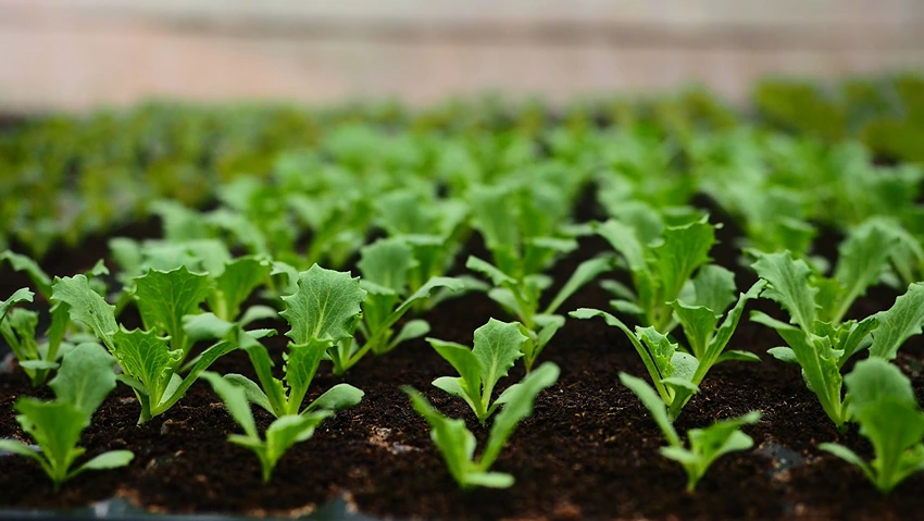 Understanding Lettuce in Depth