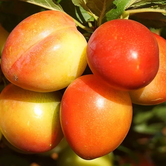 The Enchanting World of Prunus domestica: Unveiling the Plum Tree's Secrets