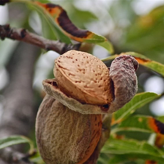 The Enchanting World of the Almond Tree: Prunus dulcis Unveiled