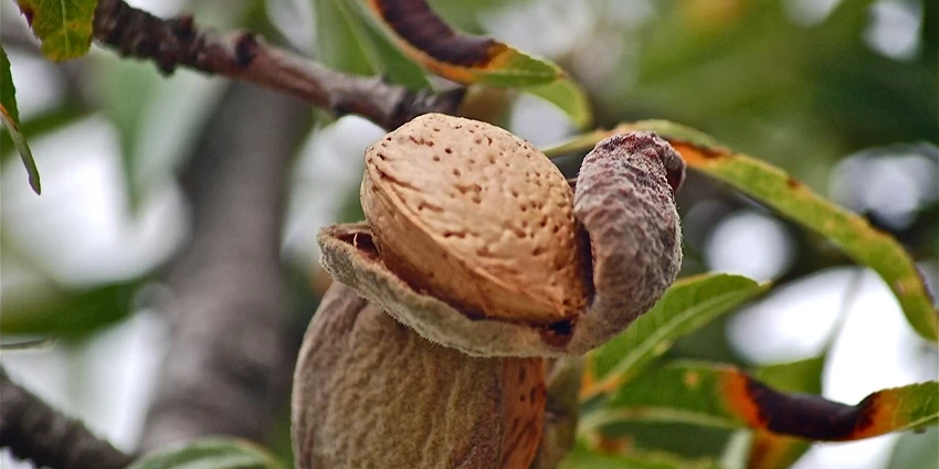 The Enchanting World of the Almond Tree: Prunus dulcis Unveiled