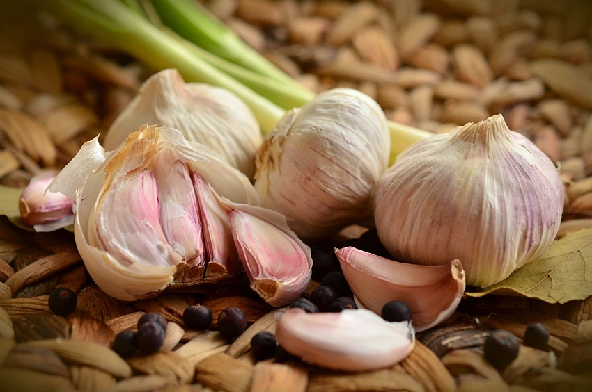 Cultivating Garlic: From Planting to Harvest