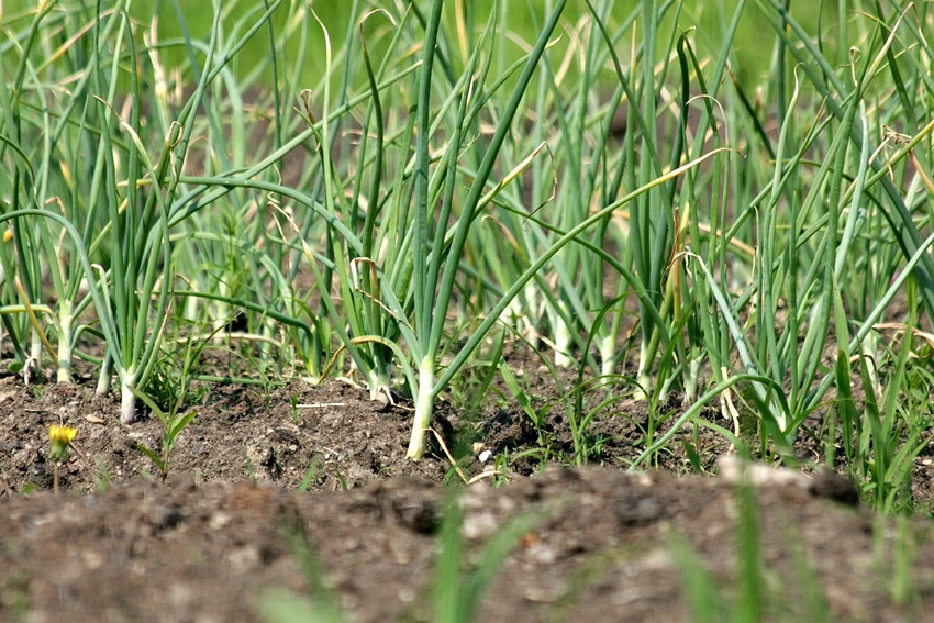 Garlic's Nutritional Profile: A Closer Look