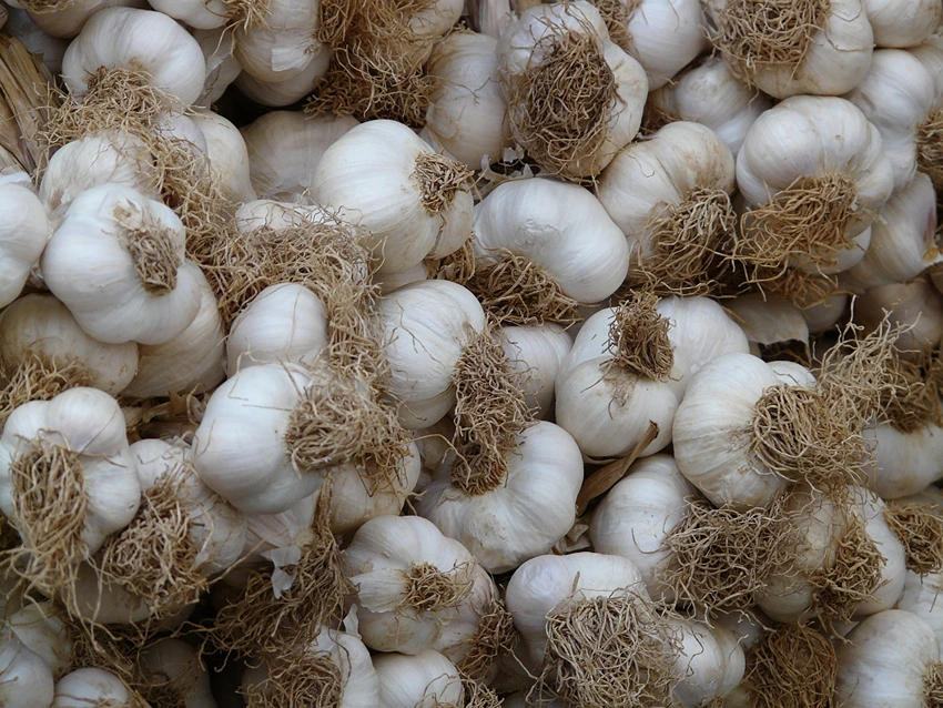 Garlic Through the Ages: A Historical Perspective