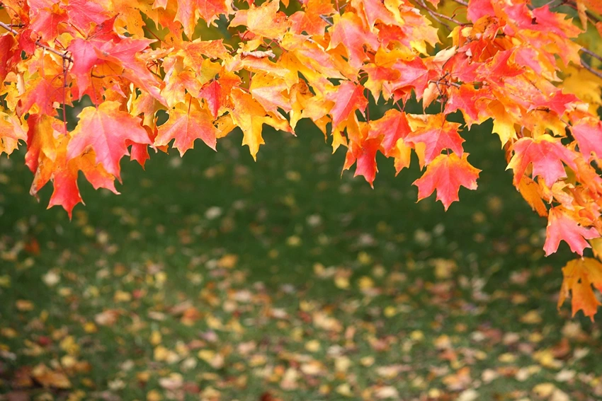Delving into the Botanical Aspects of Maple Trees