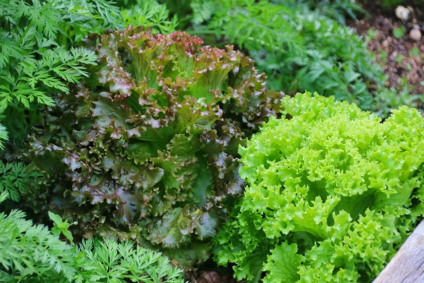 Botanical Characteristics
