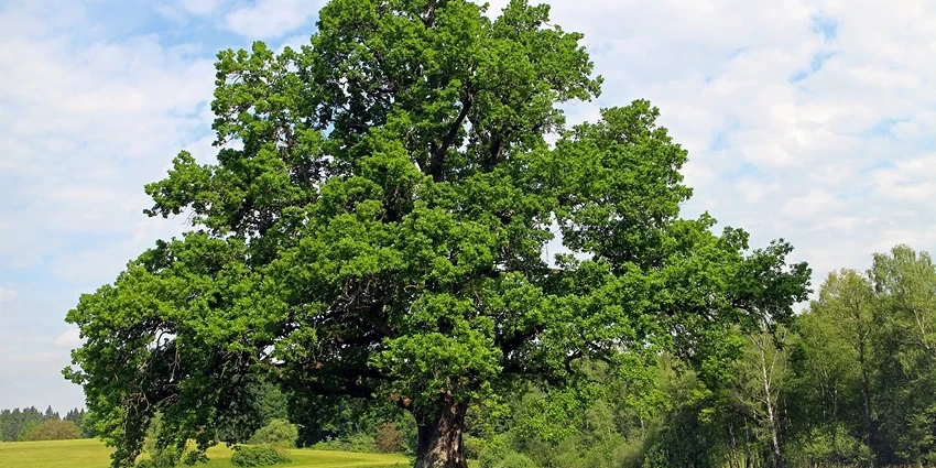 The Majestic World of Quercus spp. (Oak Trees): A Deep Dive into Their Essence