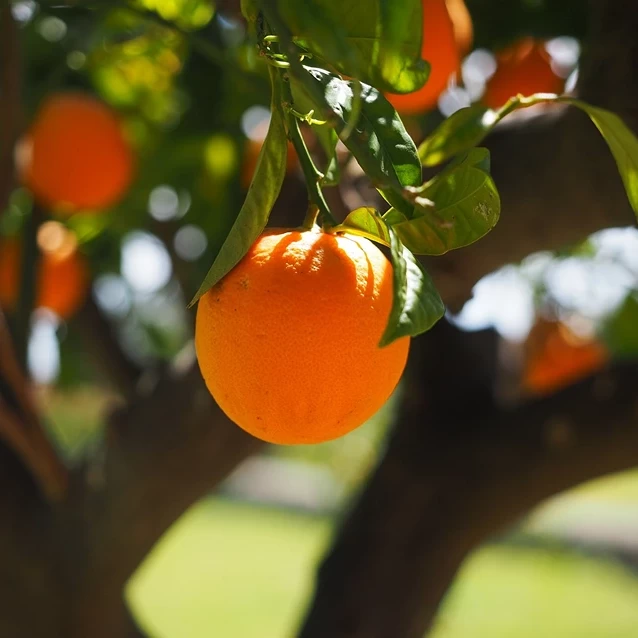 The Vibrant World of Citrus sinensis: Exploring the Orange Tree