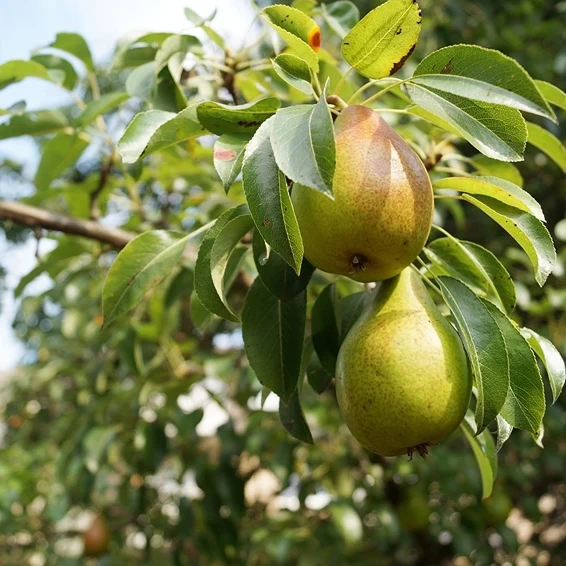 The Enchanting World of Pyrus communis: A Deep Dive into the Pear Tree
