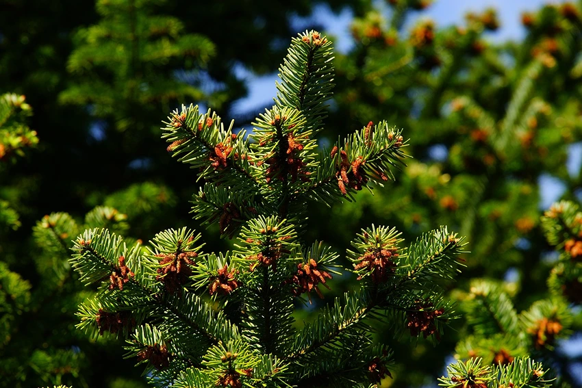 Pine Trees in the Ecosystem